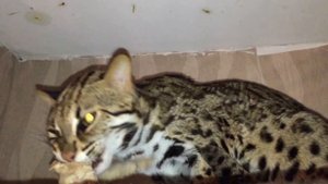 Как кушают азиатские леопардовые коты? Bengal cat has eating!