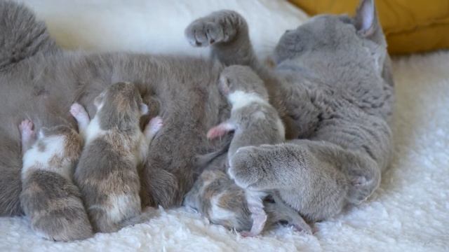 Британские котята в возрасте 1 день (Litter- Z2)