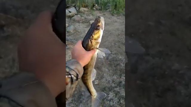 Рыбалка на воблер 2. Ночной судак бывает свиреп. смотреть онлайн