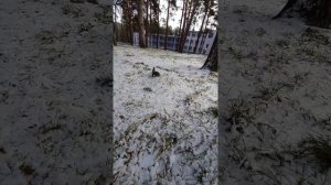 Санаторий "Прокопьевский".В Зенковском парке.