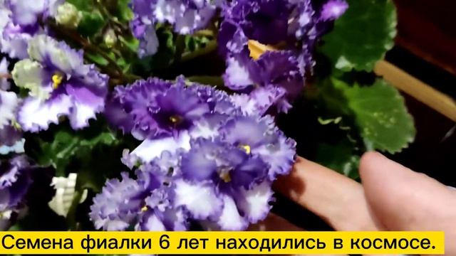 17 июня 2022 г. Optimara Ever precious( драгоценность) .Один из сортов "космической" серии. смотреть онлайн