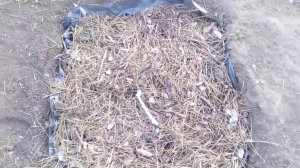 Как я посадила ГОЛУБИКУ