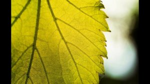 Гелиос-44 Примеры фотографий