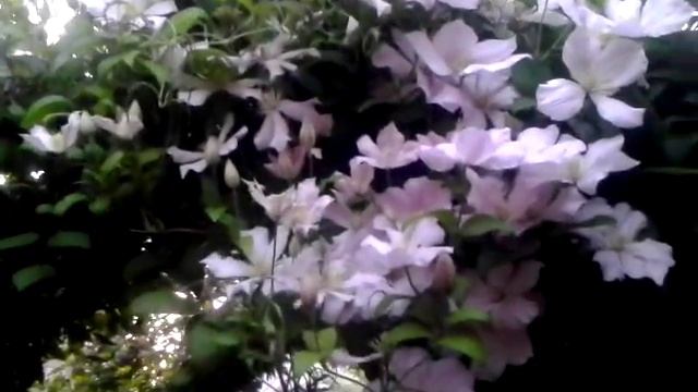 Туннель любви из многолетних цветов "Клематис" у себя на даче . Цветоводство. Арка из растения