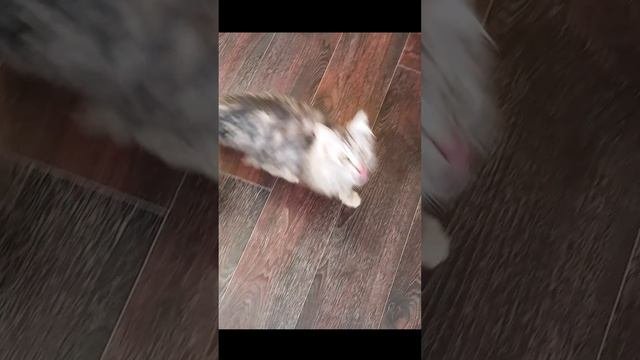 Котёнок - солдат