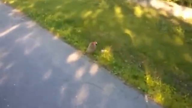 Ежик футболист смотреть онлайн