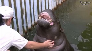 カバ（コビトカバ）/ 東山動物園