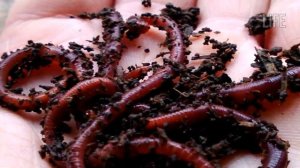 Ловля карася в ноябре от а до я! Будешь таскать одну за одной!