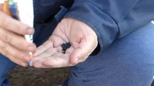 посев лука Халцедон на рассаду в теплице. Сезон 2020