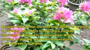 IMPORTANT CARE AND MAINTENANCE TIPS FOR BOUGAINVILLEA BONSAI