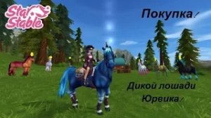 ✨STAR STABLE.✨ Покупка дикой лошади Юрвика. Ледяной Исланд?