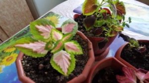 Магия/Суеверия/Приметы/Цветы/Колеусы/Домашняя Крапивка/The Flower Of The Coleus