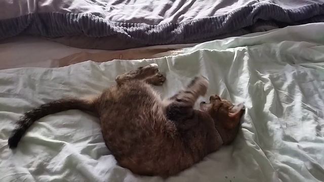 Кошка старушка молодость вспомнила.mp4