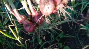 Лук шалот семейный Ред сан (сорт 6)