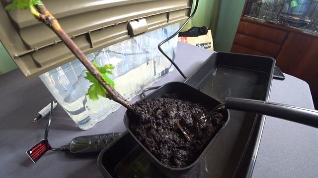 Высадка укорененных черенков винограда в стаканчик смотреть онлайн