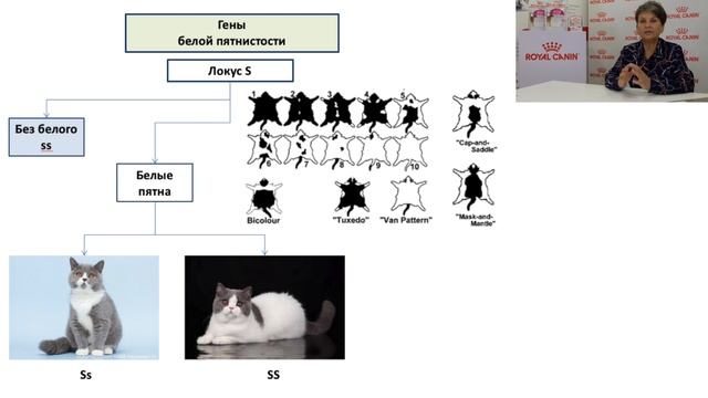 Окрасы с неравномерным распределением пигмента по длине волоса. Белая пятнистость. смотреть онлайн