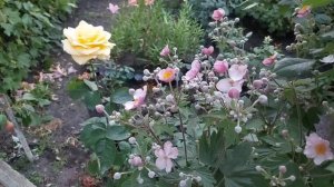 Что посадить к розам.