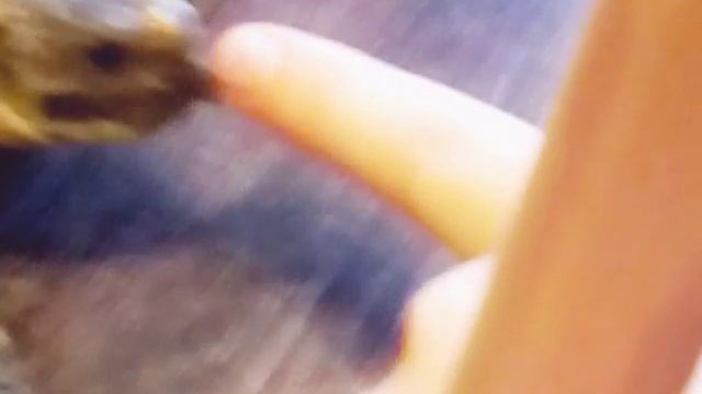 Агрессивный черепах смотреть онлайн