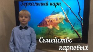 Презентация «Мир рыб» окружающий мир 2 «А»
