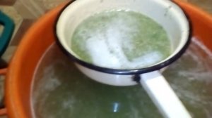 Семена картофеля . Быстрый и лёгкий способ извлечения .