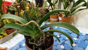 Орхидея Ринхостилис(Rhynchostylis ).Уход.