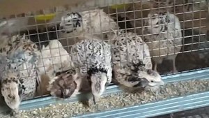 Индоутки, яйца, утята в первые дни после вылупления)))