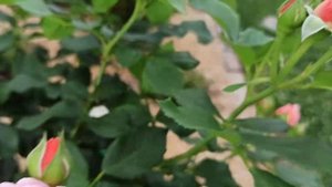 Штамбовая роза Мари Кюри!