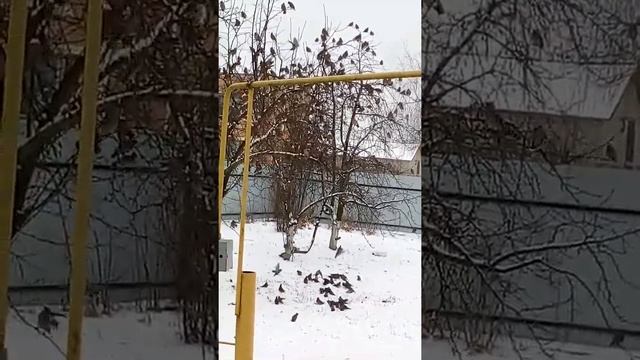 Птицы, яблоки, зима смотреть онлайн