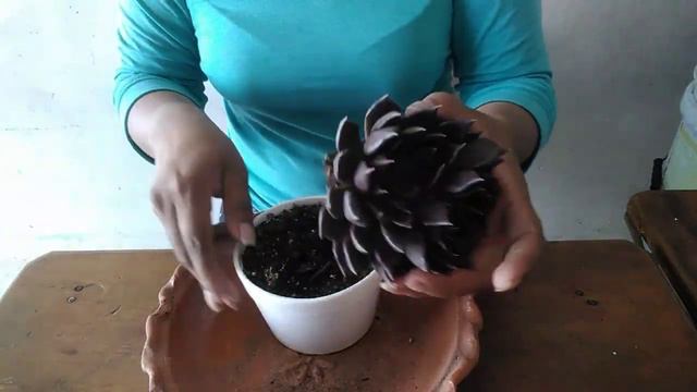 TRASPLANTADO. #plantas #suculentas #echeveria #plantasdesol #jardin #garden #flores #flowers смотреть онлайн