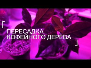 ПЕРЕСАДКА КОФЕЙНОГО ДЕРЕВА | Грунт, полив, уход | ЧЕРЕНКОВАНИЕ кофе | МОЖНО ЛИ ВЫРАСТИТЬ ИЗ ЗЕРЕН?!