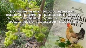 Вторая жидкая подкормка винограда весной.