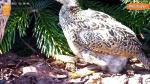 Pheasant mother with children (wild animals) - Recke, Germany - July 19, 2022