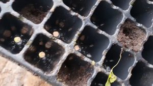 Высаживаем рассаду рукколы в открытый грунт. Сегодня 13 апреля.