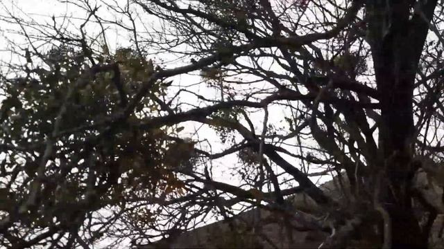 Мостовской