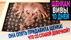 Камера видеонаблюдения засняла как собака придавила щенка!