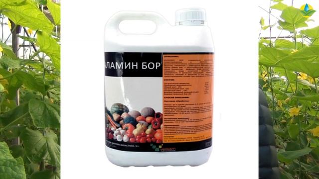 БОР НА ОГУРЦАХ - ЖИЗНЕННО ВАЖНЫЙ ЭЛЕМЕНТ (28-01-2019) смотреть онлайн