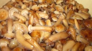 Маринованные опята с уксусом