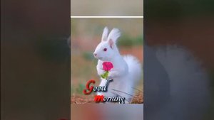 Сураи Ёсин