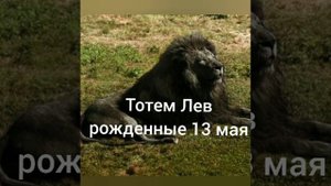 Тотем Лев рождённые 13 мая