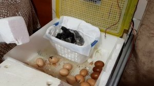 Цыплята от  петуха Доминанта(кросса)? ИЛИ НАРУШАЕМ ПРАВИЛА!!!