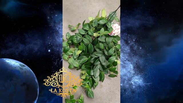 Эсхинантус Мона Лиза смотреть онлайн