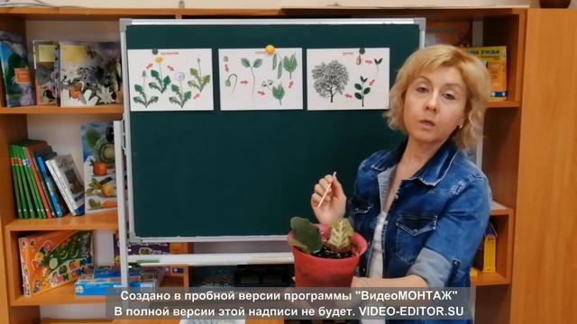 Юный эколог Тема Как растут и разможаются растения смотреть онлайн