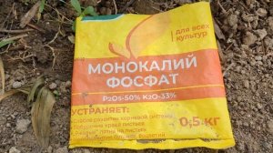 Қисық құлпынай (клубника). Монокалий фосфат көмегі. Минерал тыңайтқыш.