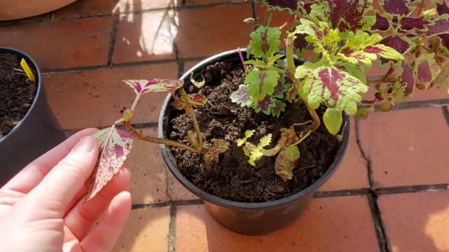 Coleus|Композиции из колеусов. Часть 2?