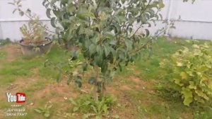 Вношу удобрения под плодовые деревья