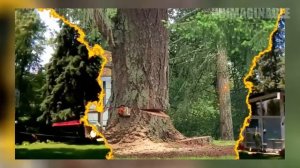 EXTREMELY CRAZY Tree Felling Gone Bad | TREES & CRANES COLLAPSE HOUSES AND CARS