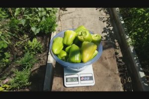 Обзор и сбор сладкого перца Гурк.mp4