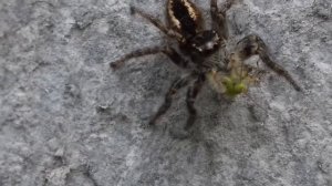 Паук скакун ест клопа вонючку