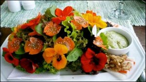 НАСТУРЦИЯ СЪЕДОБНАЯ № 115