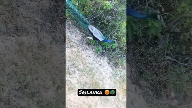 Srilanka | Yala National Park | 🇱🇰🦚😍 #fyp #yala #peacock #animal